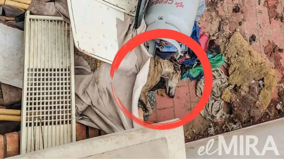 Dos perros en Jerez viven en una terraza llena de basuras y excrementos sin luz ni comida