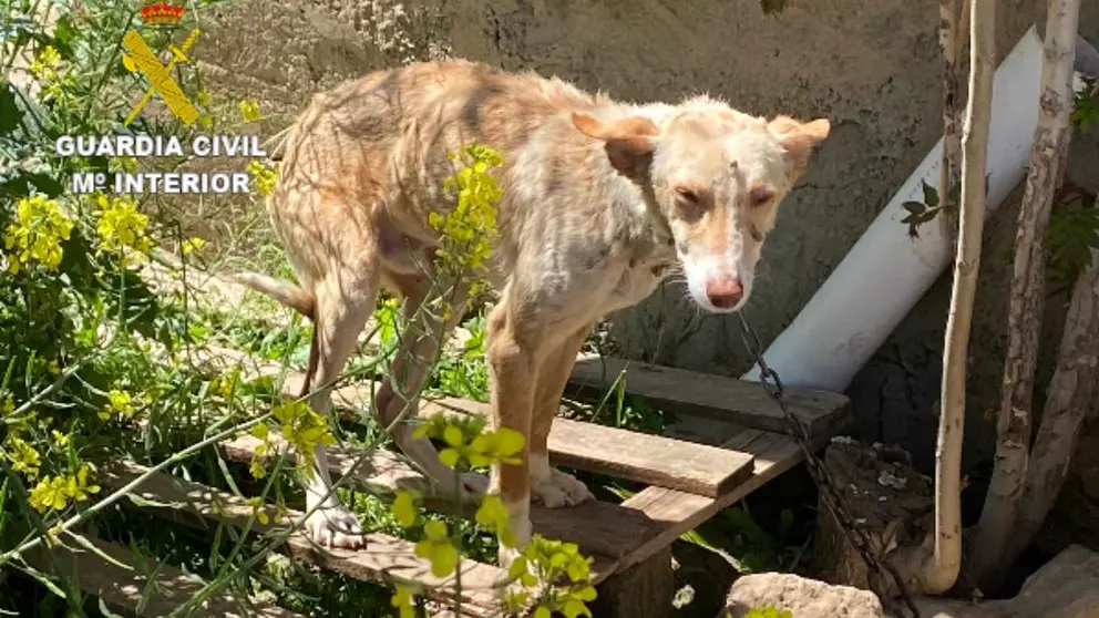 Uno de los perros encontrados