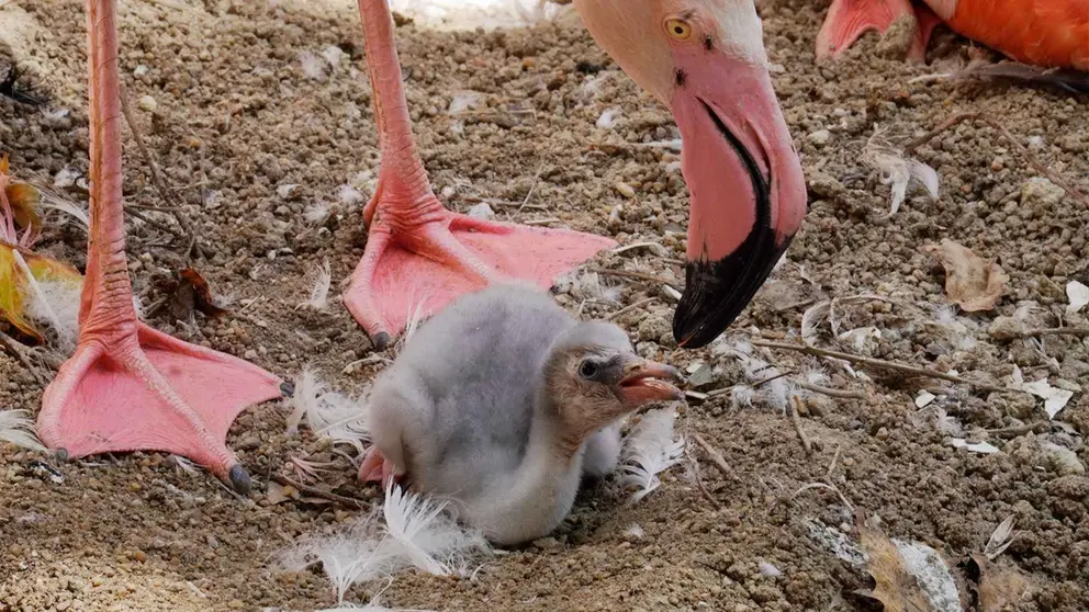 Bioparc Fuengirola ve nacer a los primeros polluelos de flamenco. M&aacute;laga