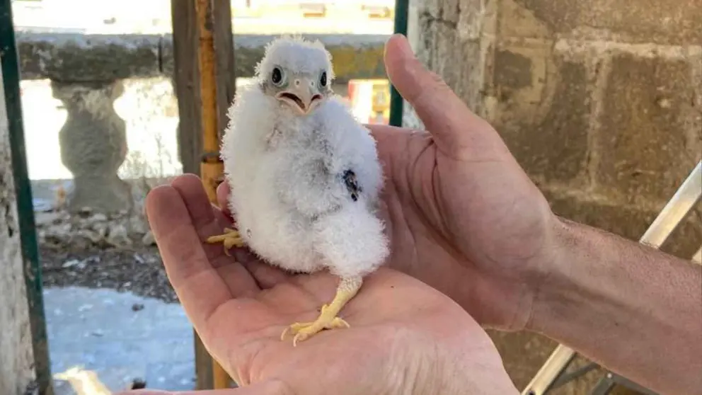 Cr&iacute;as de cern&iacute;calos primillas en la Iglesia de San Juan