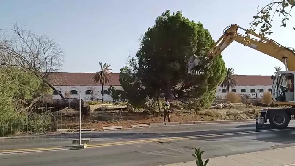 Arboricidio en Jerez