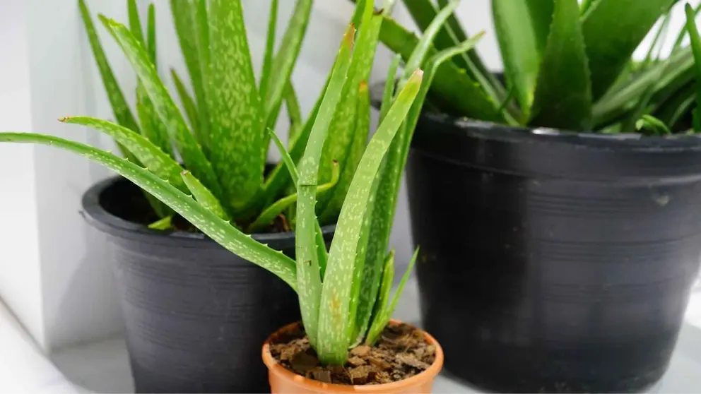 Plantas de aloe vera de El Corte Ingl&eacute;s