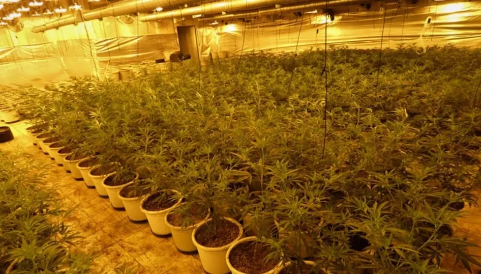 Acaban con una plantaci&oacute;n clandestina de marihuana y detienen a su propietario en C&oacute;rdoba