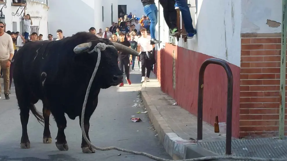 Toro de cuerda en Villalba del Alcor