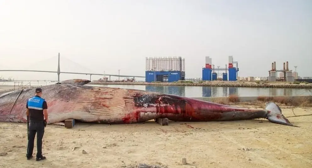 As&iacute; encuentran flotando muerta a una ballena de grandes dimensiones en pleno puerto de C&aacute;diz
