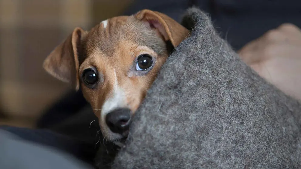 Un perro protegi&eacute;ndose del fr&iacute;o del invierno