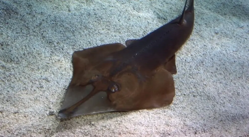 As&iacute; lo pillan capturando un pez guitarra, un animal en peligro de extinci&oacute;n en la Bah&iacute;a de C&aacute;diz