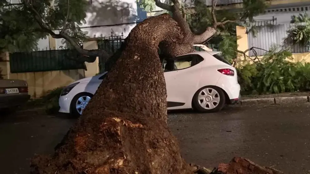 Un &aacute;rbol destroza un coche y arrasa la valla de una casa en la barriada Espa&ntilde;a de Jerez