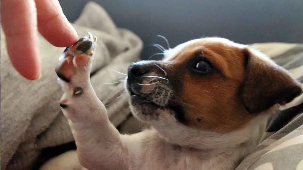 Un perro en una foto de archivo