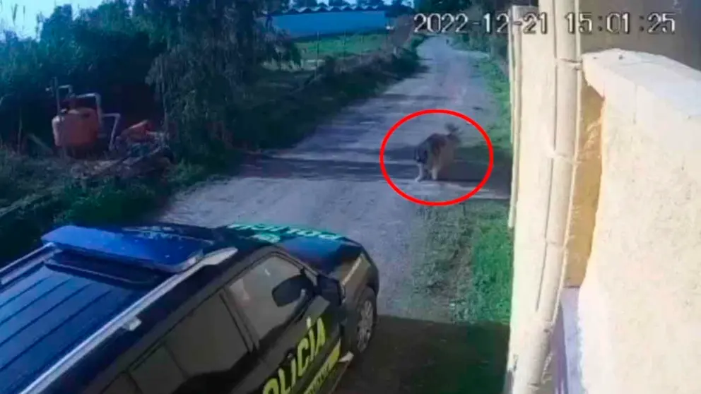 La perrita antes de ser atropellada por el veh&iacute;culo de la Polic&iacute;a Local de Chipiona