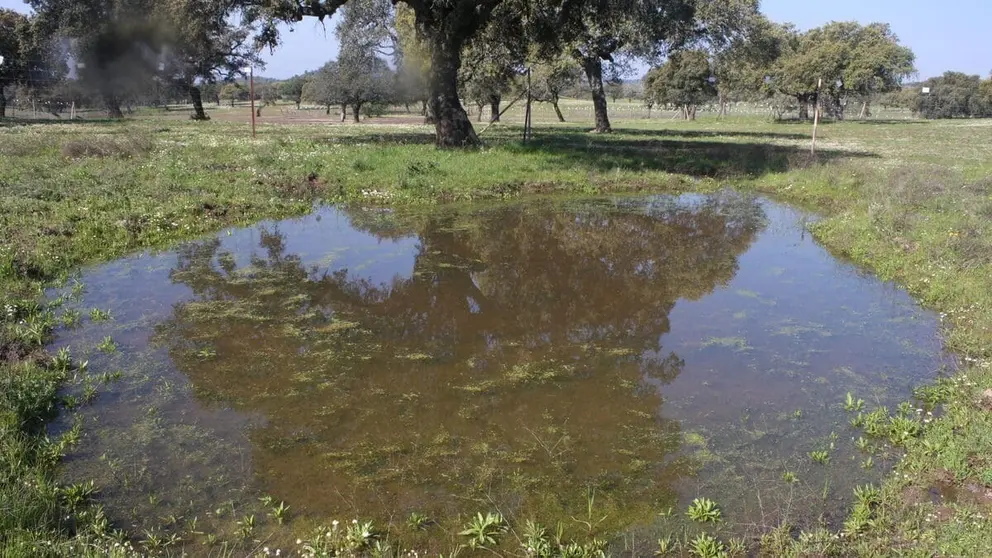Caza furtiva en Sierra Morena en Ja&eacute;n. As&iacute; matan animales sin ning&uacute;n pudor
