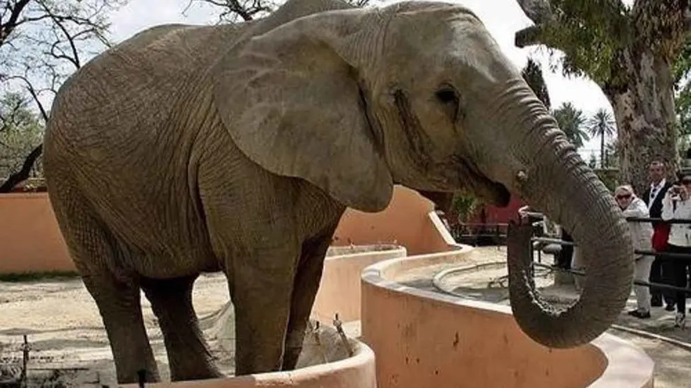 Buba en el Zoobot&aacute;nico de Jerez (1)