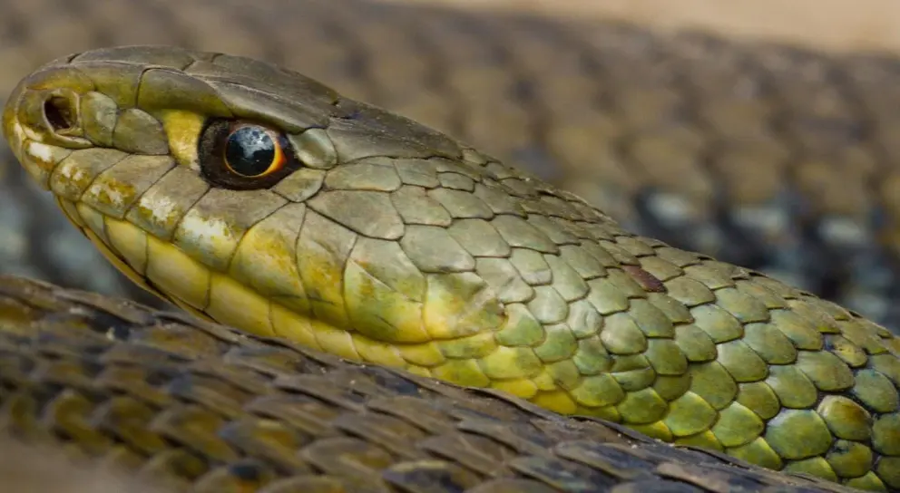As&iacute; siembra el p&aacute;nico una culebra de enormes dimensiones en el interior de una casa en C&oacute;rdoba