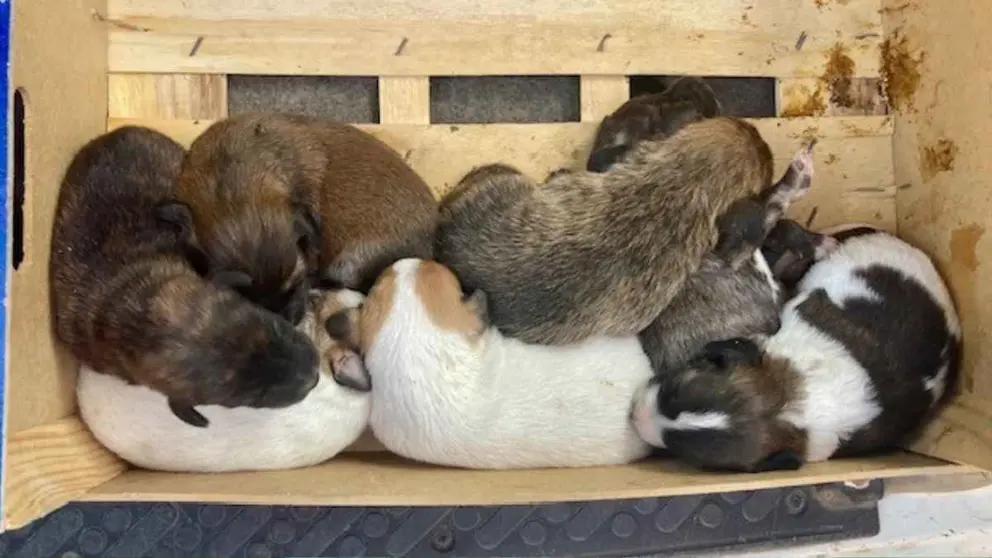 Cachorros de mast&iacute;n en un contenedor de basura