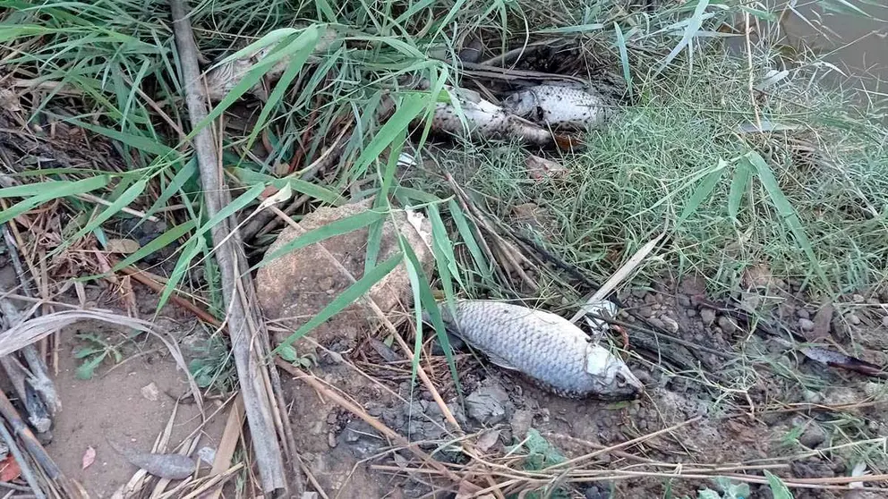 Peces muertos en el r&iacute;o Guadalete