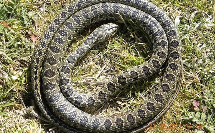 As&iacute; rescatan a una serpiente en un centro de mayores de Algeciras
