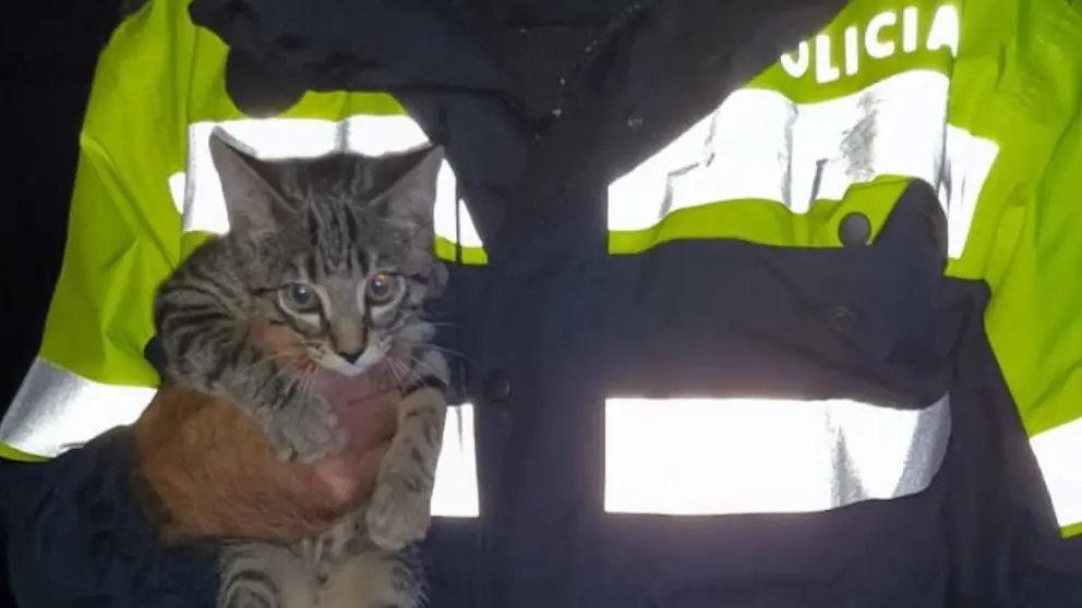Un gato rescatado en Jerez por la Polic&iacute;a Local tras el paso de la borrasca Bernard