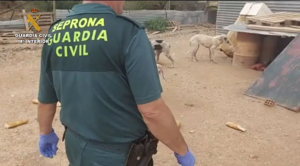 Todo lo que se sabe sobre el veterinario detenido en Ja&eacute;n por la mutilaci&oacute;n de 1.100 perros