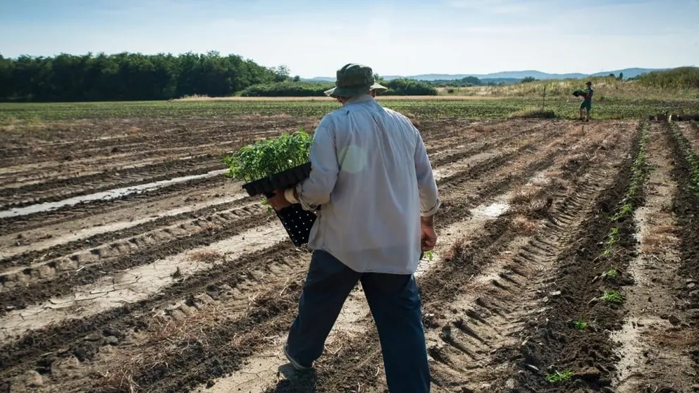 Andaluc&iacute;a necesita trabajadores para el sector agr&iacute;cola. Sueldo mensual y condiciones
