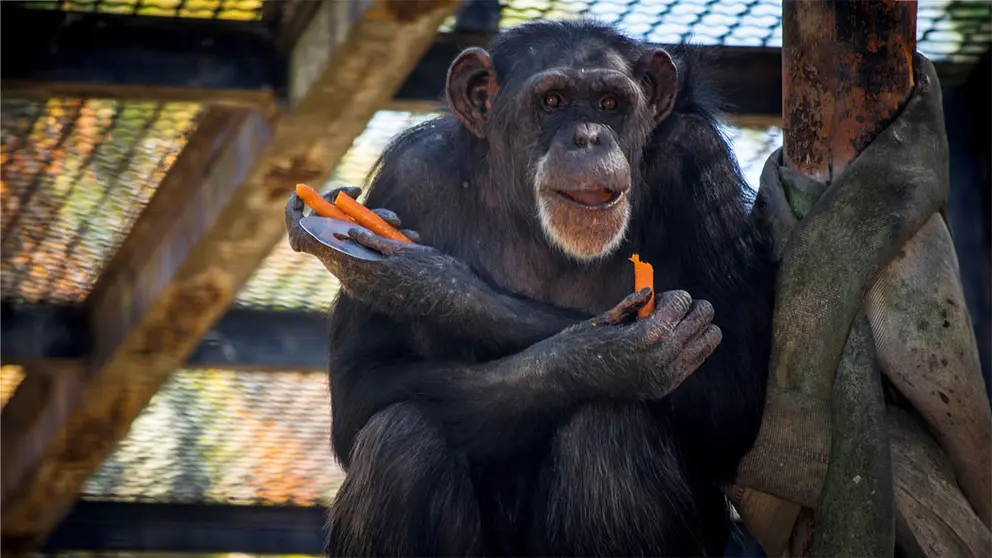 Chimpanc&eacute; Lul&uacute; del Zoo de Jerez