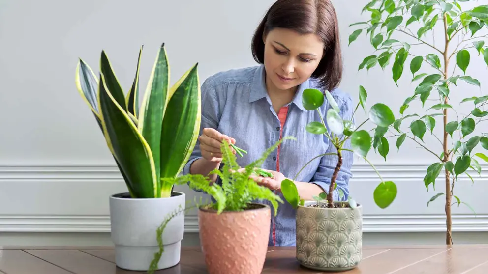 Varitas fertilizantes COMPO de El Corte Ingl&eacute;s