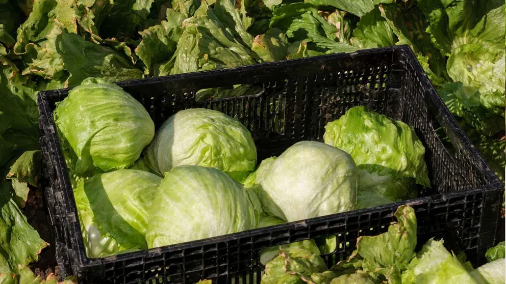 Lechugas en una caja