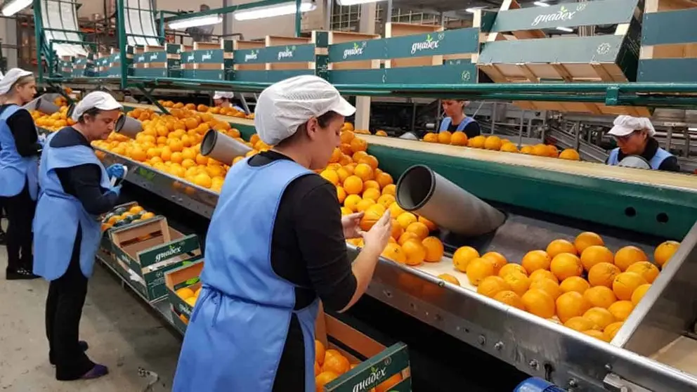 F&aacute;bricas necesitan empleados para trabajar en Andaluc&iacute;a. No se pide experiencia previa