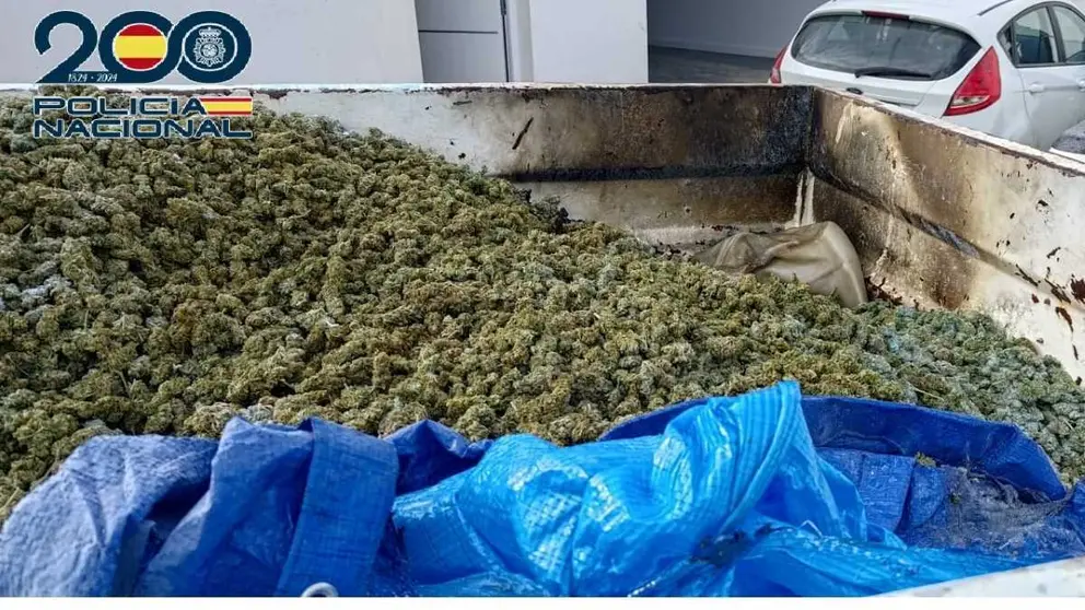 Cogollos de marihuana recuperados en la Algaida | Polic&iacute;a Nacional