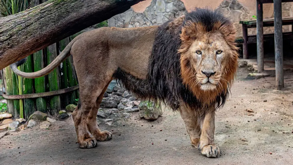 Le&oacute;n asi&aacute;tico del Zoobot&aacute;nico de Jerez