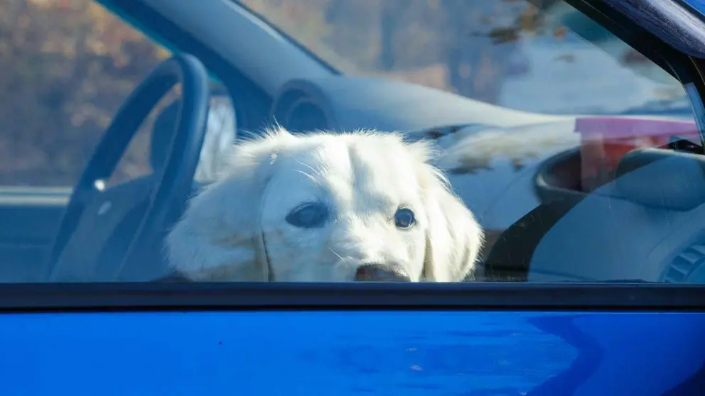 Un perro encerrado en un coche en una foto de archivo