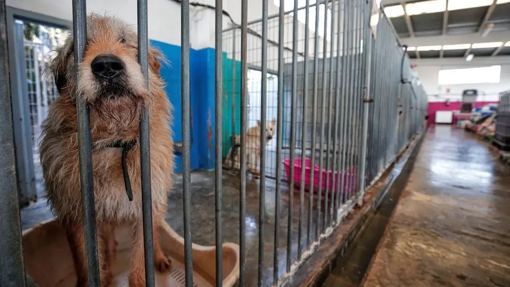 Salvaje maltrato a 100 perros y gatos en Almer&iacute;a. La gerente de un refugio en el punto de mira