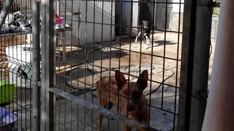 Perros rescatados en una foto de archivo