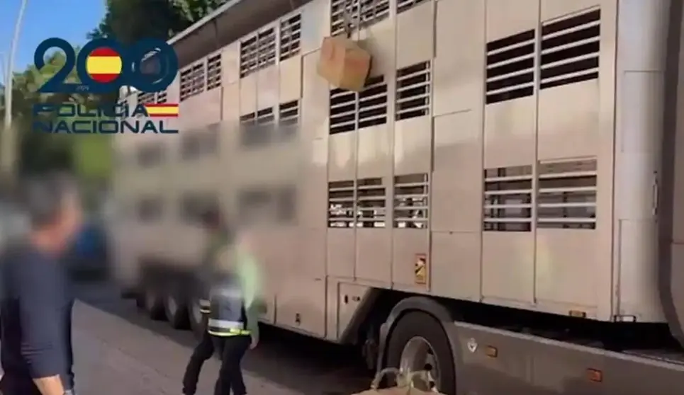 As&iacute; oculta droga en el doble fondo de un tr&aacute;iler de transporte de animales en Almer&iacute;a