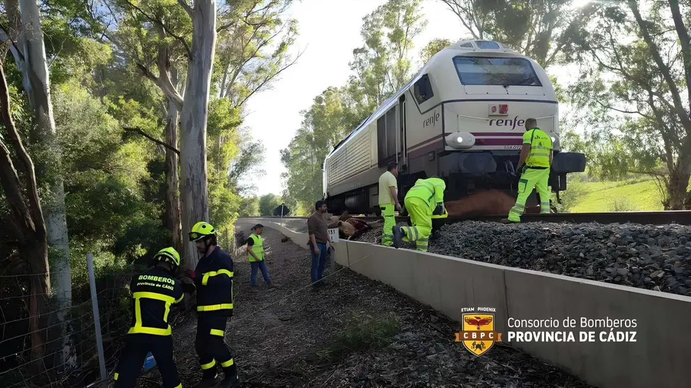 Un tren de pasajeros arrolla a 8 vacas en Jimena
