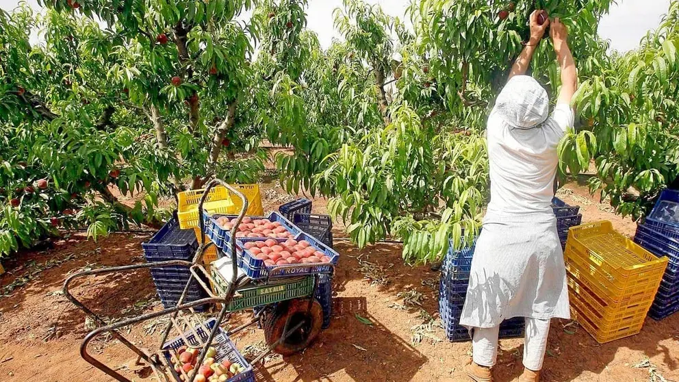 Una persona recogiendo fruta