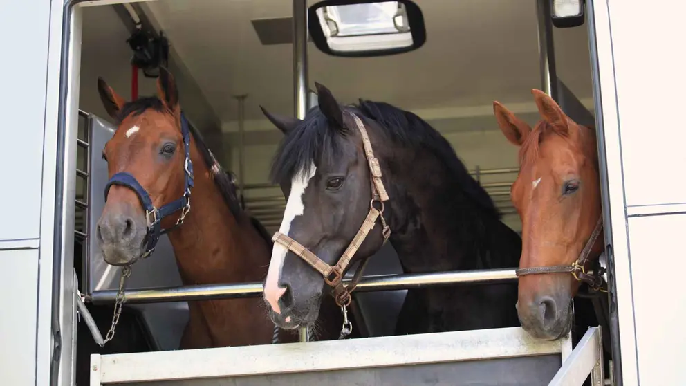 Caballos en un veh&iacute;culo de transporte