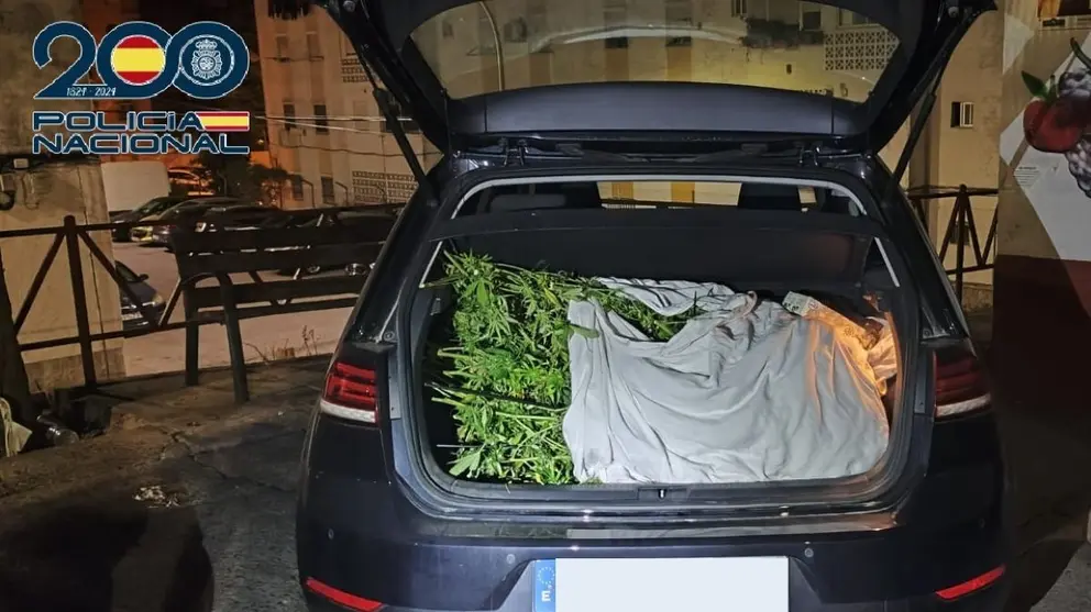 Asalto a una plantaci&oacute;n de marihuana en Jerez