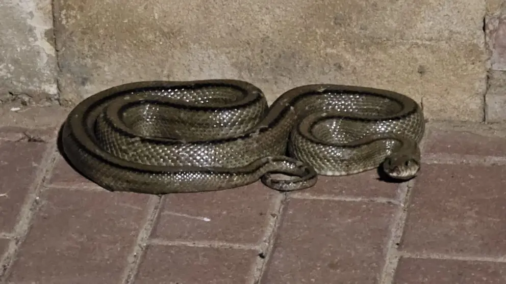 Culebra de escalera encontrada en Jerez | Polic&iacute;a Nacional