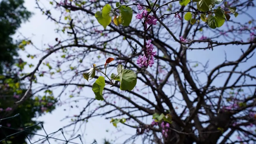 Las zonas verdes ser&aacute;n especialmente cuidadas en M&aacute;laga