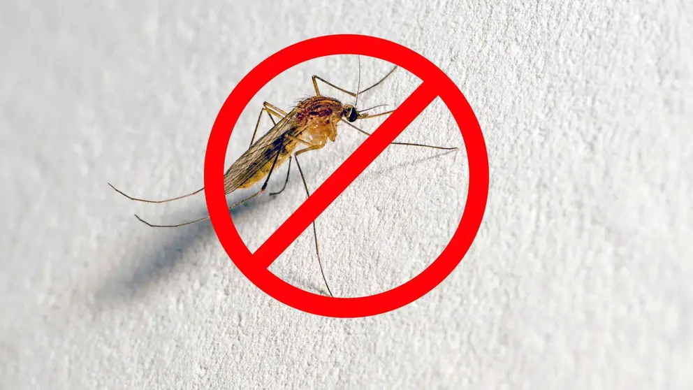 Adi&oacute;s a los mosquitos e insectos en casa