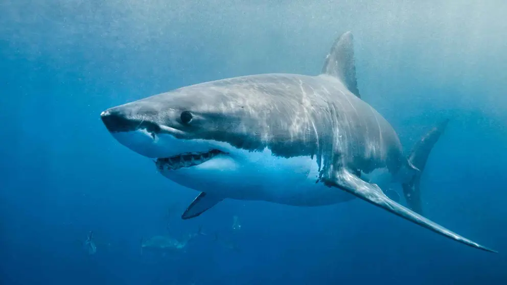 Tibur&oacute;n en el mar