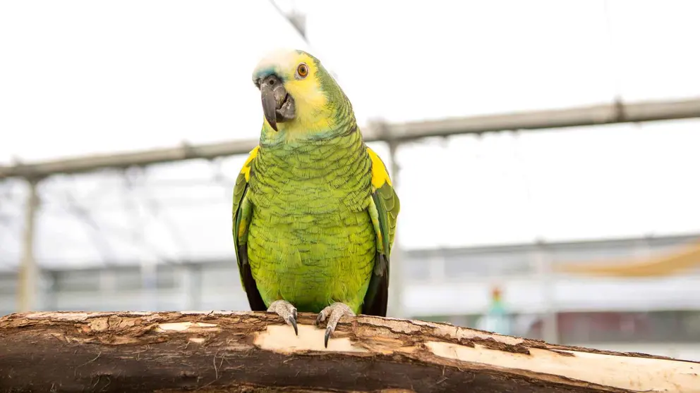 Loro del Amazonas
