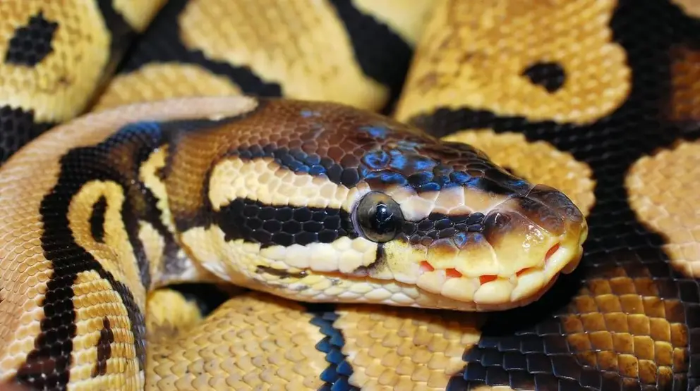 Imagen de la serpiente