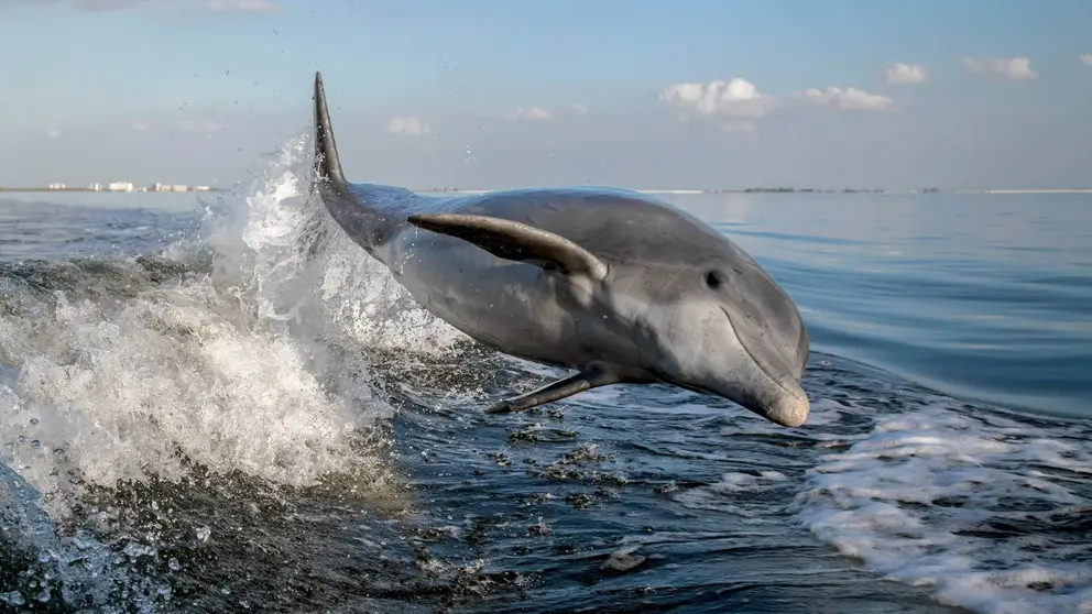 Delf&iacute;n en las costas espa&ntilde;olas