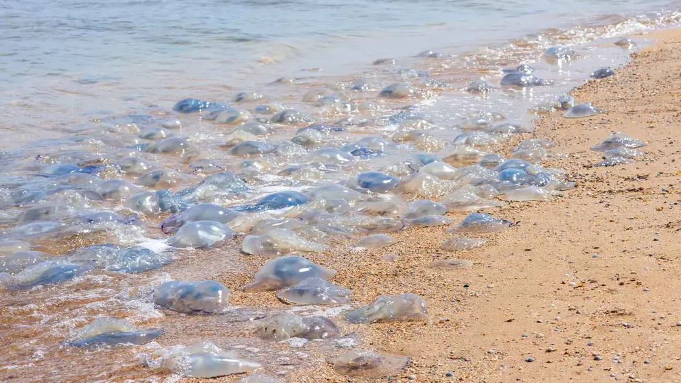Medusas en la playa
