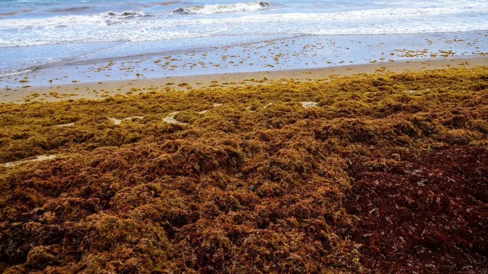 Algas invasoras en una foto de archivo