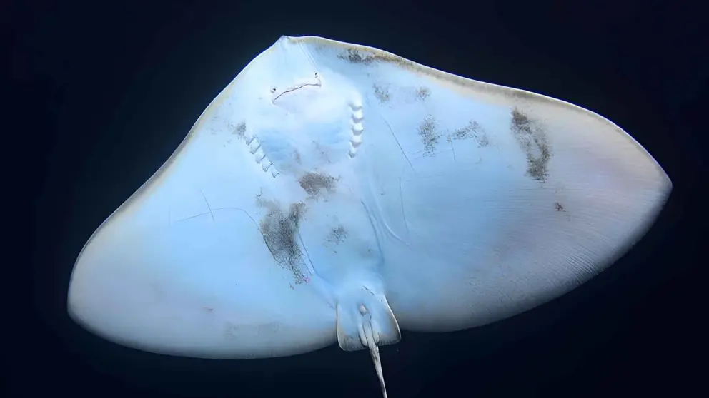 Mantelina albina (Gymnura altavela)