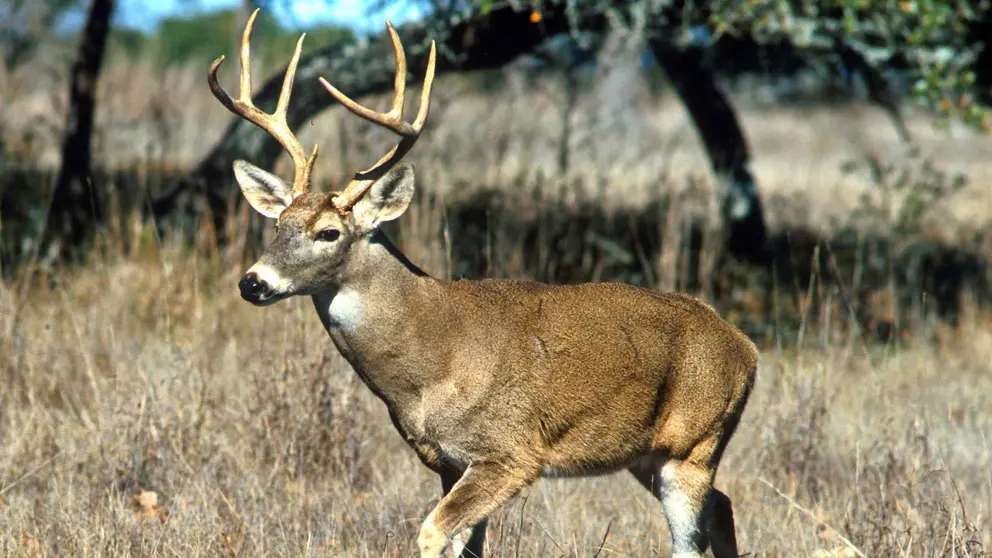 Un ciervo en una foto de archivo