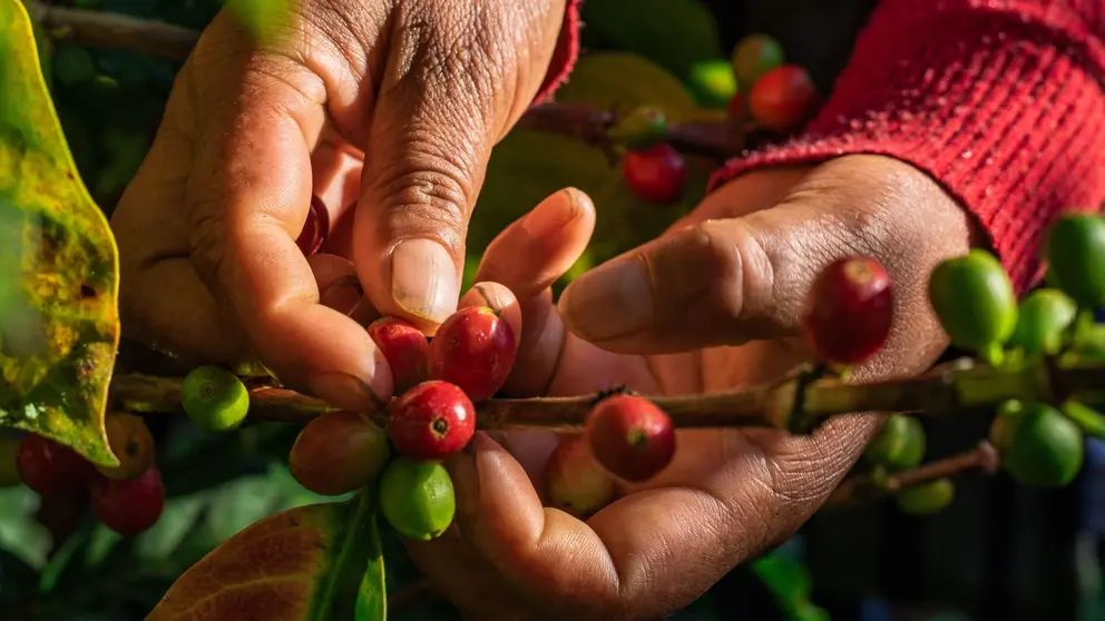 Granos de caf&eacute; durante la cosecha