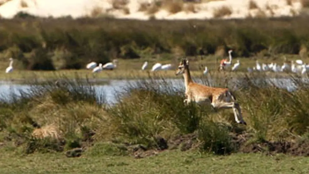 El parque natural de Do&ntilde;ana